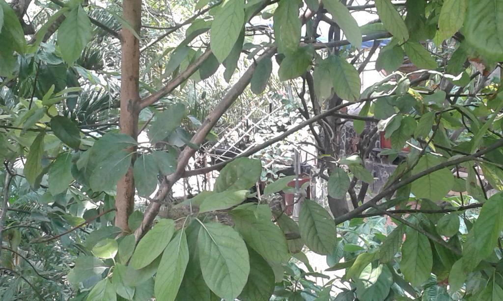 מלון Managua Hills מראה חיצוני תמונה